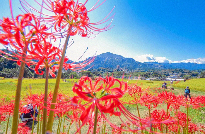 Bỉ ngạn – Loài hoa của sự biệt ly trên nước Nhật Bản