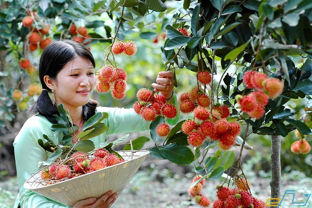 Chinh phục 6 vườn trái cây cho dân phượt ở miền Tây