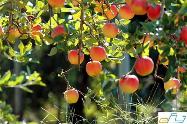 chinh phục 6 vườn trái cây cho dân phượt ở miền tây