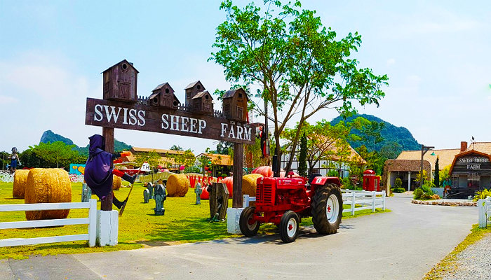 Tham quan nông trại cừu Swiss Sheep Farm khi đi tour Thái Lan
