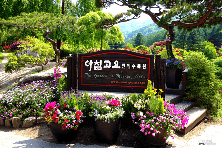 Vườn thực vật Moring Carlm có gì thú vị khi đi tour Hàn Quốc?