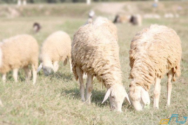 du lịch trại cừu yên thành nghệ an