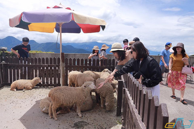 du lịch trại cừu yên thành nghệ an