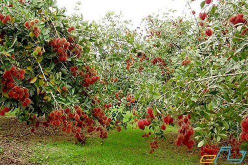 những “thiên đường” trái cây miệt vườn miền tây hấp dẫn