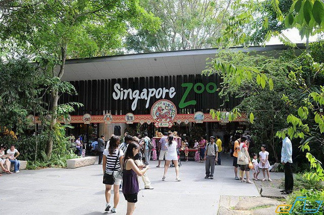 Kinh nghiệm khám phá vườn thú Singapore Zoo