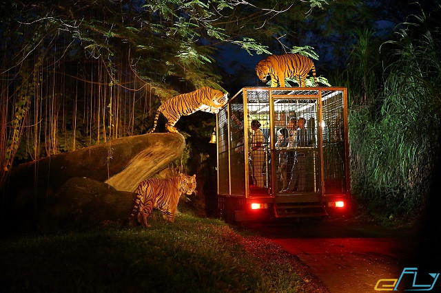 cùng ghé thăm vườn thú night safari ở singapore