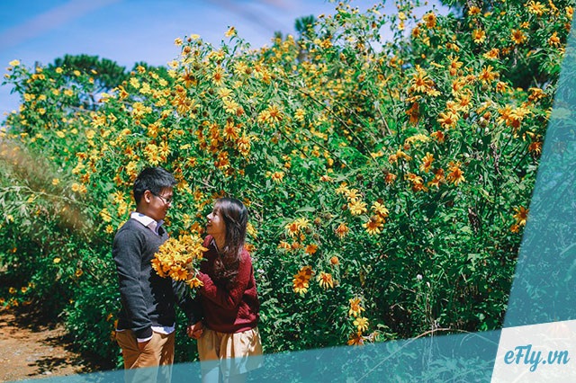 “hẹn hò” với tháng 10 - tháng của màu hoa dã quỳ đà lạt