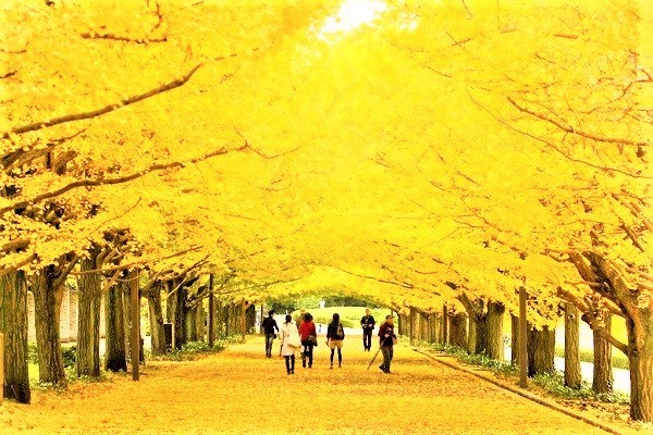 Khám phá phong cảnh mùa thu khi đi du lịch Nhật Bản tháng 11