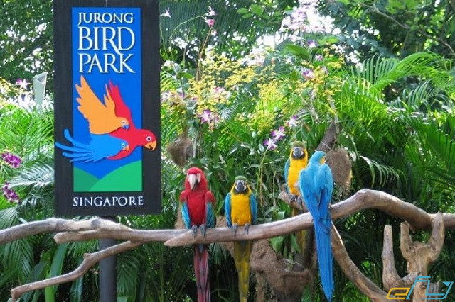 Kinh nghiệm du lịch vườn chim Jurong ở Singapore