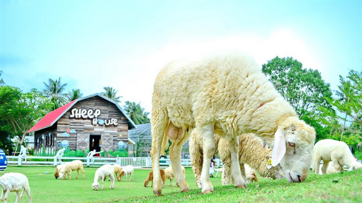 tham quan pattaya sheep farm khi đi tour thái lan giá rẻ