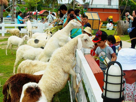 tham quan pattaya sheep farm khi đi tour thái lan giá rẻ