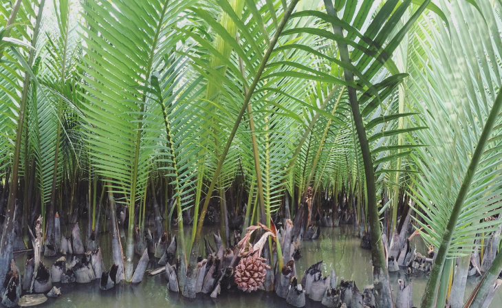 khám phá rừng dừa bảy mẫu miền tây giữa lòng hội an