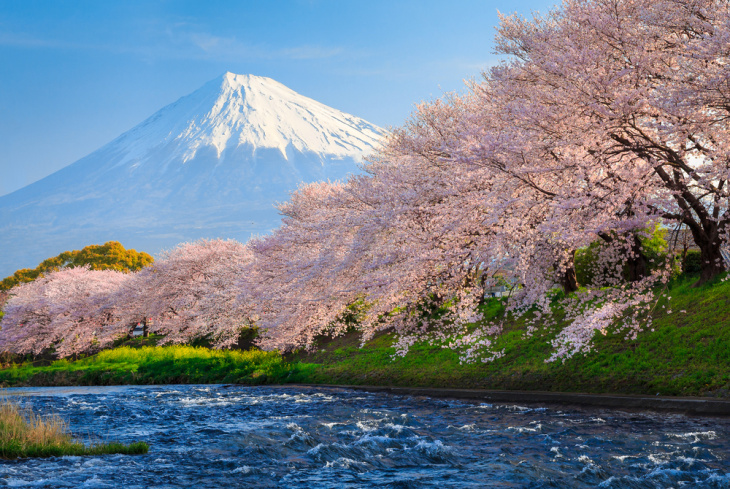 Chiêm Ngưỡng Một Số Loài Hoa Tuyệt đẹp ở Nhật Bản