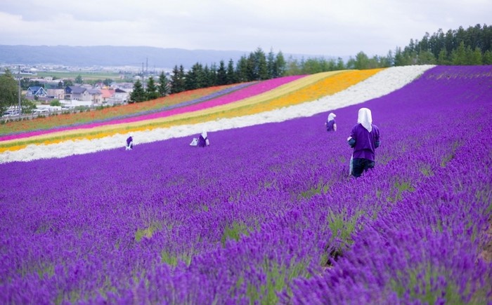 khám phá thung lũng sắc màu furano khi đi tour du lịch nhật bản