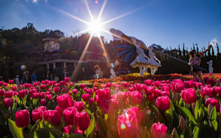 Ngắm hoa tulip trên đỉnh Bà Nà Hill khi đi du lịch Đà Nẵng