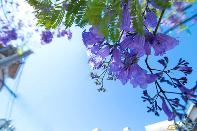 đà lạt mùa hoa phượng tím rực rỡ cả nền trời