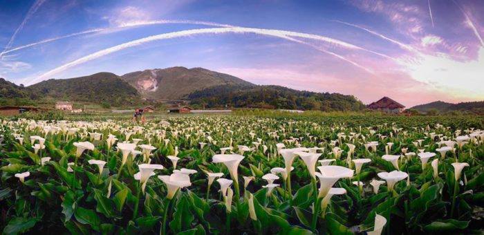mùa hoa yangmingshan đẹp lung linh cho chuyến du lịch đài loan