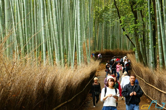 bỏ túi kinh nghiệm du lịch rừng tre arashiyama nhật bản