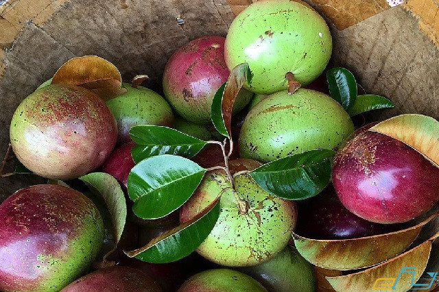 6 loại trái cây đặc sản tiền giang chỉ cần thử là mê