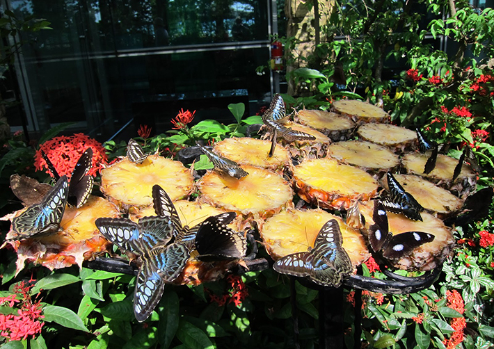Vườn bướm Butterfly Garden ở Thái Lan có gì thú vị?