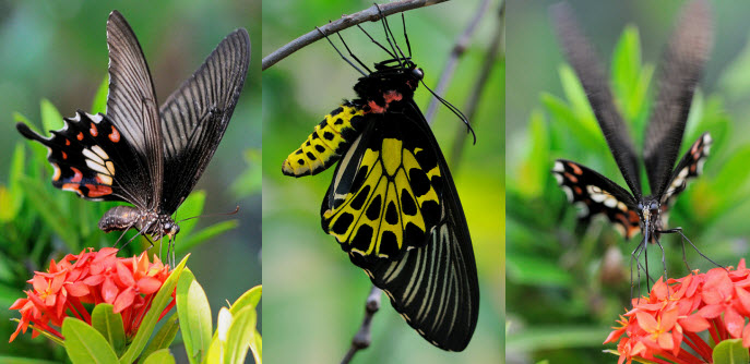 vườn bướm butterfly garden ở thái lan có gì thú vị?