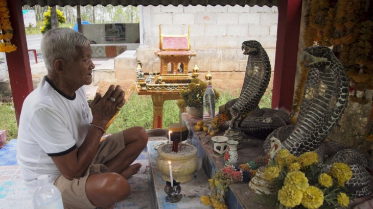 Tục tôn thờ rắn hổ mang của Thái Lan
