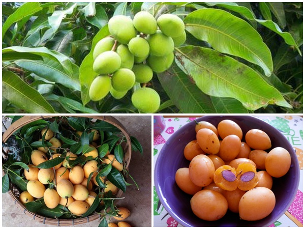 ẩm thực, thái lan, xoài plum mango chấm với nước mắm - món cực phẩm ở thái lan
