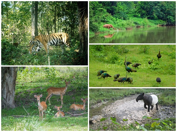 điểm đẹp, thái lan, khu bảo tồn động vật hoang dã thungyai - huai kha khaeng ở thái lan