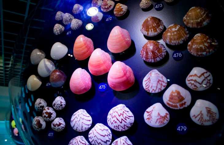 điểm đẹp, thái lan, tham quan bảo tàng vỏ ốc bangkok seashell museum tại thái lan