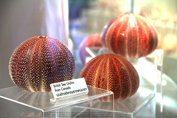 điểm đẹp, thái lan, tham quan bảo tàng vỏ ốc bangkok seashell museum tại thái lan