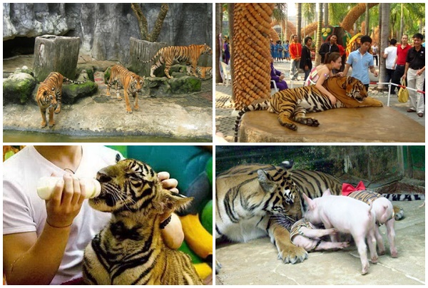 điểm đẹp, thái lan, công viên sriracha tiger zoo - điểm đến thú vị tại thái lan