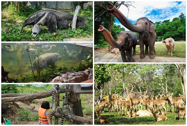 điểm đẹp, thái lan, vườn thú khao kheow - điểm tham quan thú vị ở thái lan