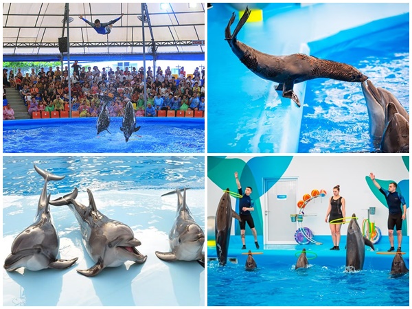 Khu giải trí Pattaya Dolphinarium đầy tuyệt vời tại Chonburi, Thái Lan