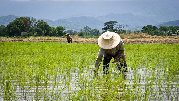Yasothon - quê hương của loại gạo hoa nhài nổi tiếng Thái Lan