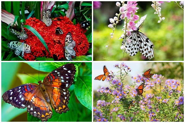 Chiêm ngưỡng vẻ đẹp của Vườn bướm Butterfly Garden ở Thái Lan