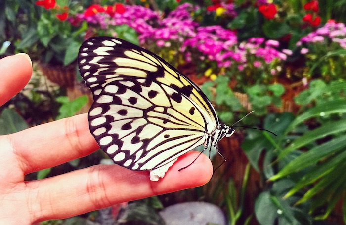 điểm đẹp, thái lan, chiêm ngưỡng vẻ đẹp của vườn bướm butterfly garden ở thái lan