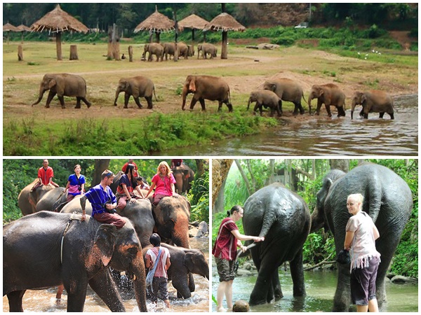 điểm đẹp, thái lan, một ngày trải nghiệm tại trại voi patara khi du lịch thái lan