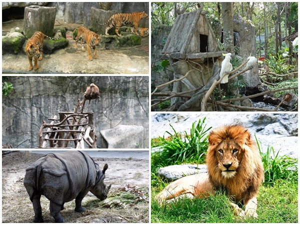 Sở thú Chiang Mai - điểm tham quan thú vị khi du lịch Thái Lan