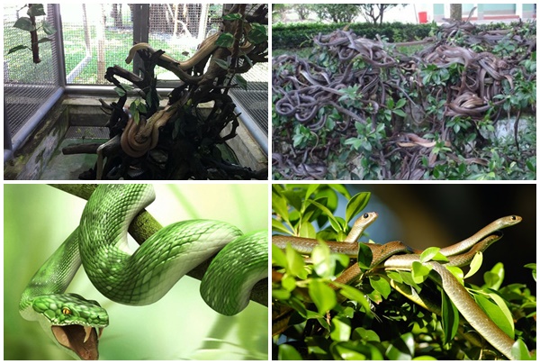 Tham quan Trung tâm Nghiên cứu rắn độc Hoàng gia Thái Lan - ALONGWALKER