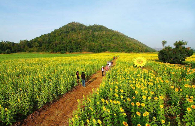 13 vườn hoa đầy sắc màu hút hồn du khách tại Thái Lan