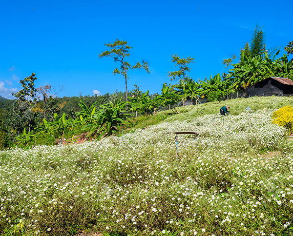 điểm đẹp, thái lan, 13 vườn hoa đầy sắc màu hút hồn du khách tại thái lan