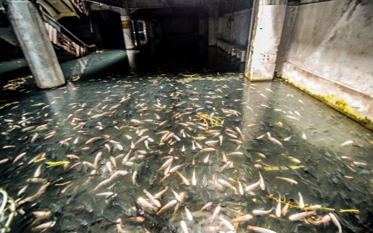 Ngắm hàng ngàn cá chép bơi lội tại đại siêu thị bỏ hoang ở Thái Lan