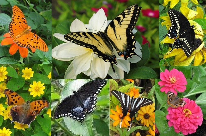 Ngất ngây trước vẻ đẹp của vườn bướm Saithip Gardens tại Thái Lan