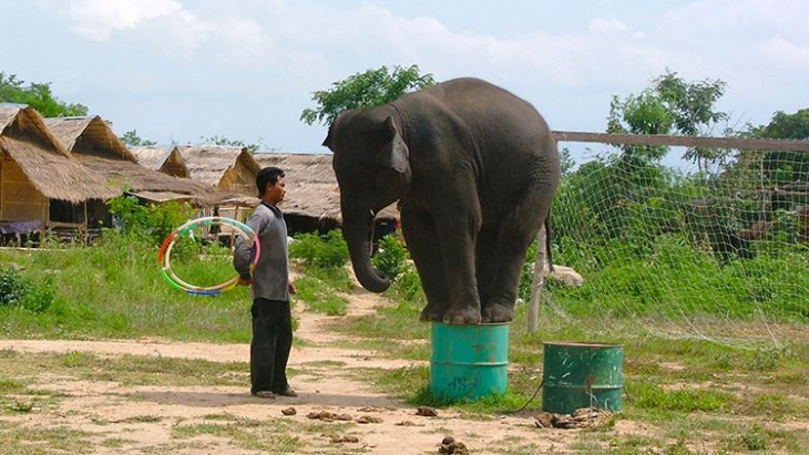 điểm đẹp, thái lan, du lịch hua hin (thái lan), đừng quên trải nghiệm với tour cưỡi voi