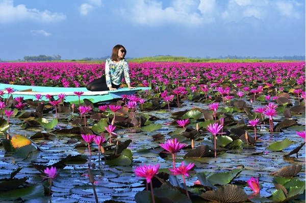 Ngẩn ngơ trước vẻ đẹp của Biển Sen Đỏ Talay Bua Deang ở Thái Lan