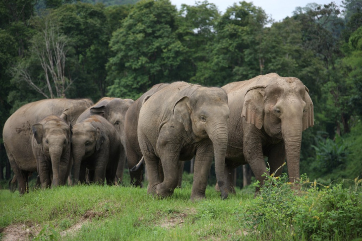 điểm đẹp, thái lan, đến thăm công viên voi ở chiang mai, thái lan