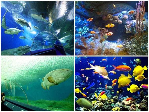 điểm đẹp, thái lan, khám phá thế giới đại dương underwater world tại pattaya, thái lan