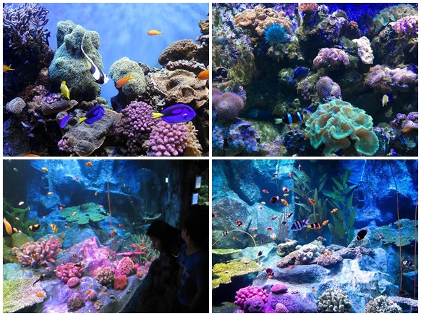 điểm đẹp, thái lan, khám phá thế giới đại dương underwater world tại pattaya, thái lan