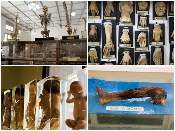 điểm đẹp, thái lan, viện bảo tàng y học siriraj - điểm đến rùng rợn nhất tại thái lan