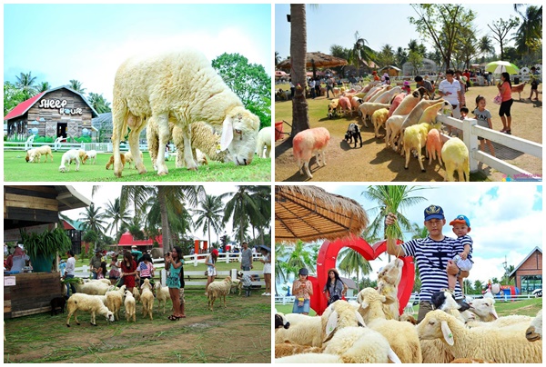 điểm đẹp, thái lan, nông trại cừu pattaya sheep farm siêu dễ thương ở thái lan